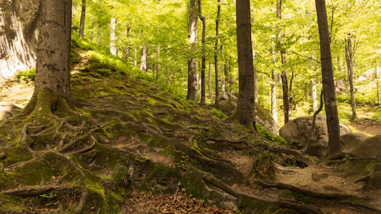 Мелкая вырубка тропических лесов оказывает на климат больше вреда, чем пожары Исследование, опубликованное в журнале Nature, ...