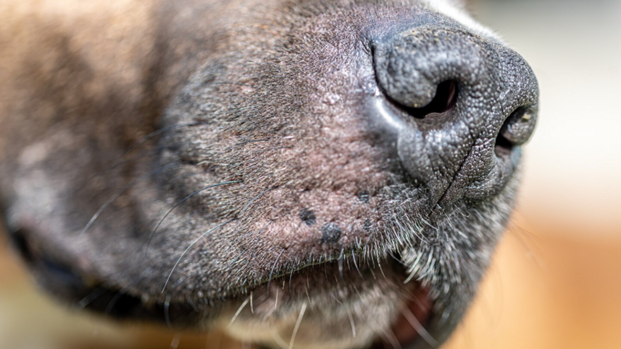 Под Самарой выявили очаг бешенства: введены строгие ограничения В Самарской области обнаружен новый очаг опасно...