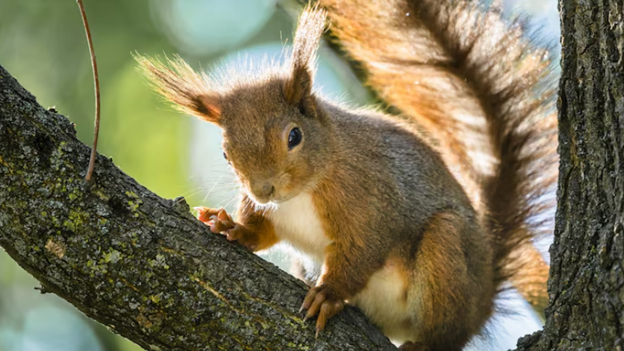 Ученые доказали межвидовую передачу вируса оспы...
