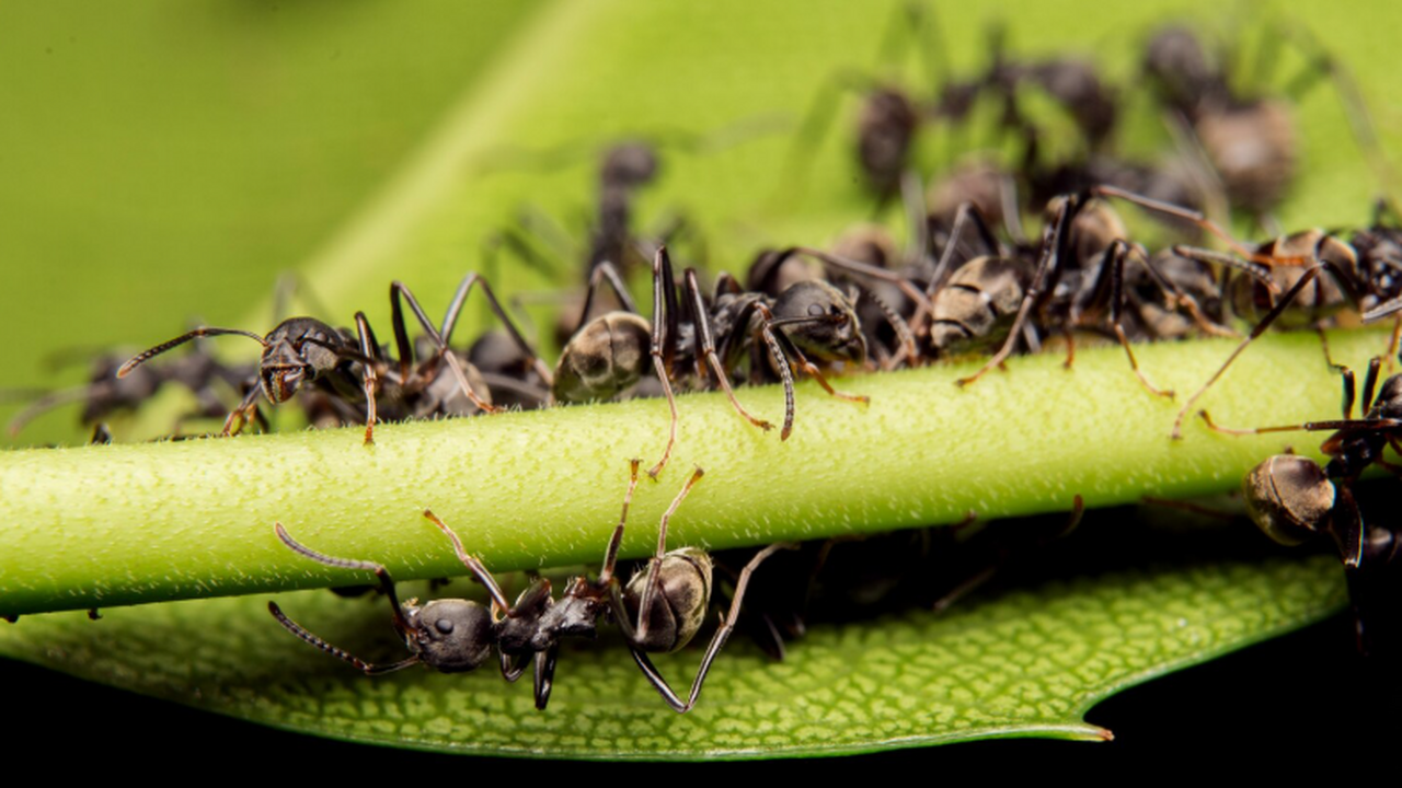 Заражённые куколки рабочих муравьёв сами запускают «сигнал на казнь» У общественных насекомых давно описан так назыв...