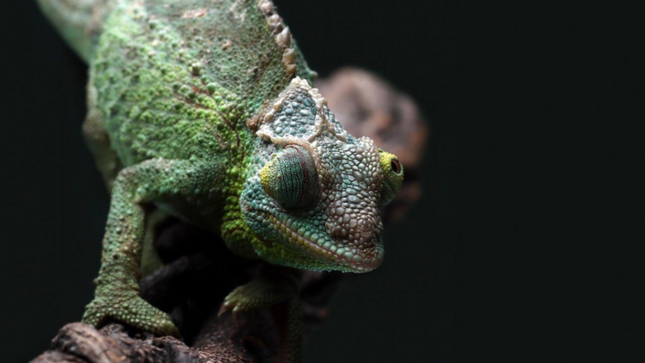 В Австралии подтвердили существование сцинка ку...