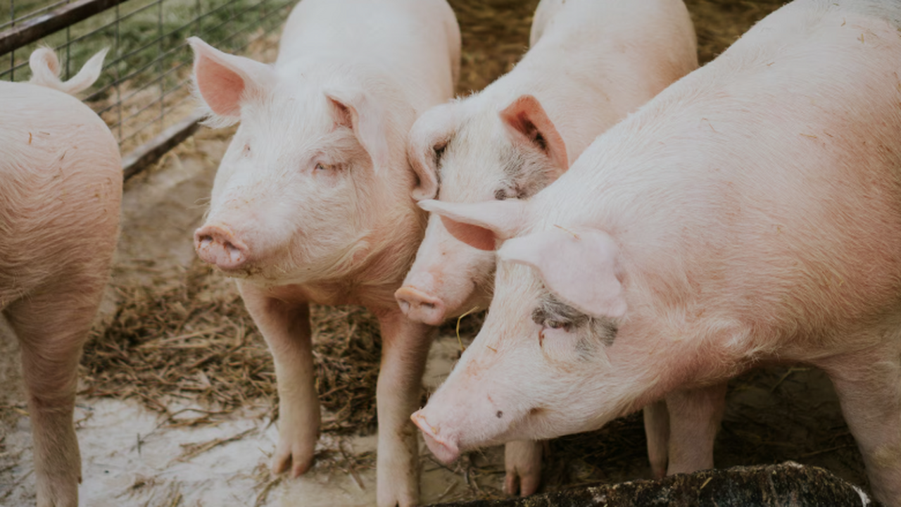 Свинина несёт риски для здоровья из-за паразито...