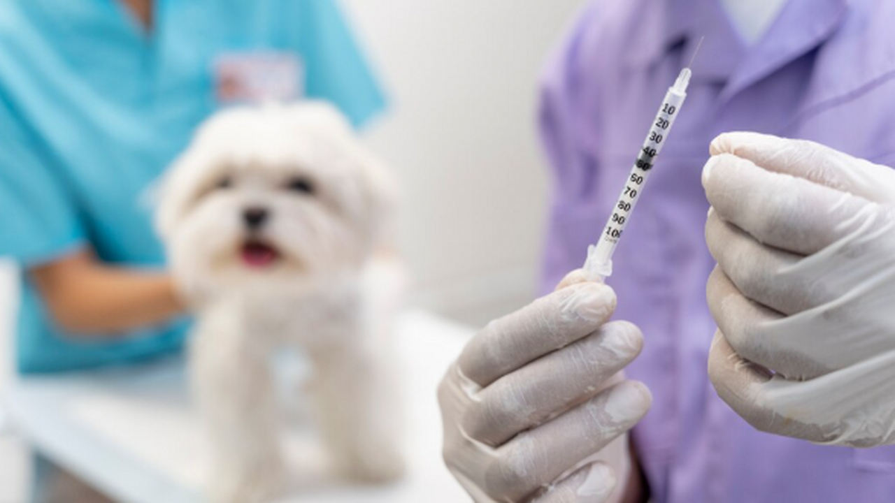 Специалисты напомнили владельцам домашних живот...