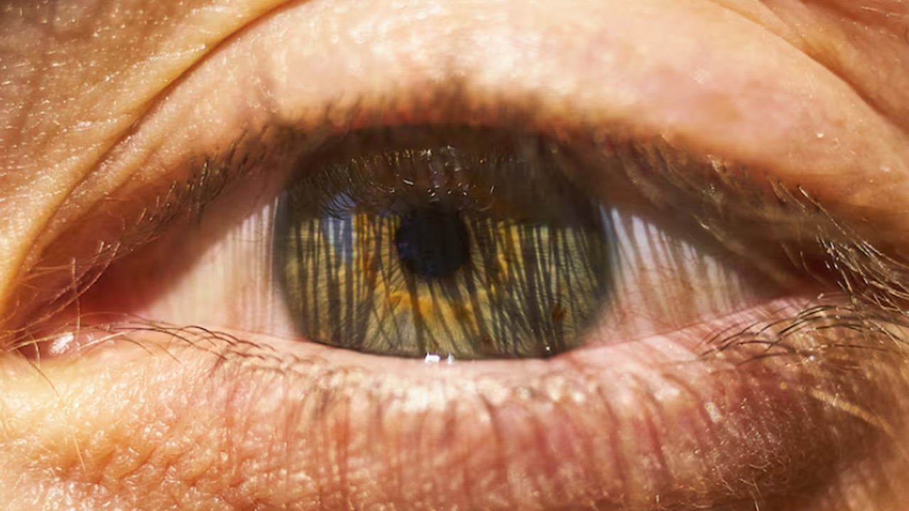 Учёные обнаружили, что вирус CMNV, поражающий м...