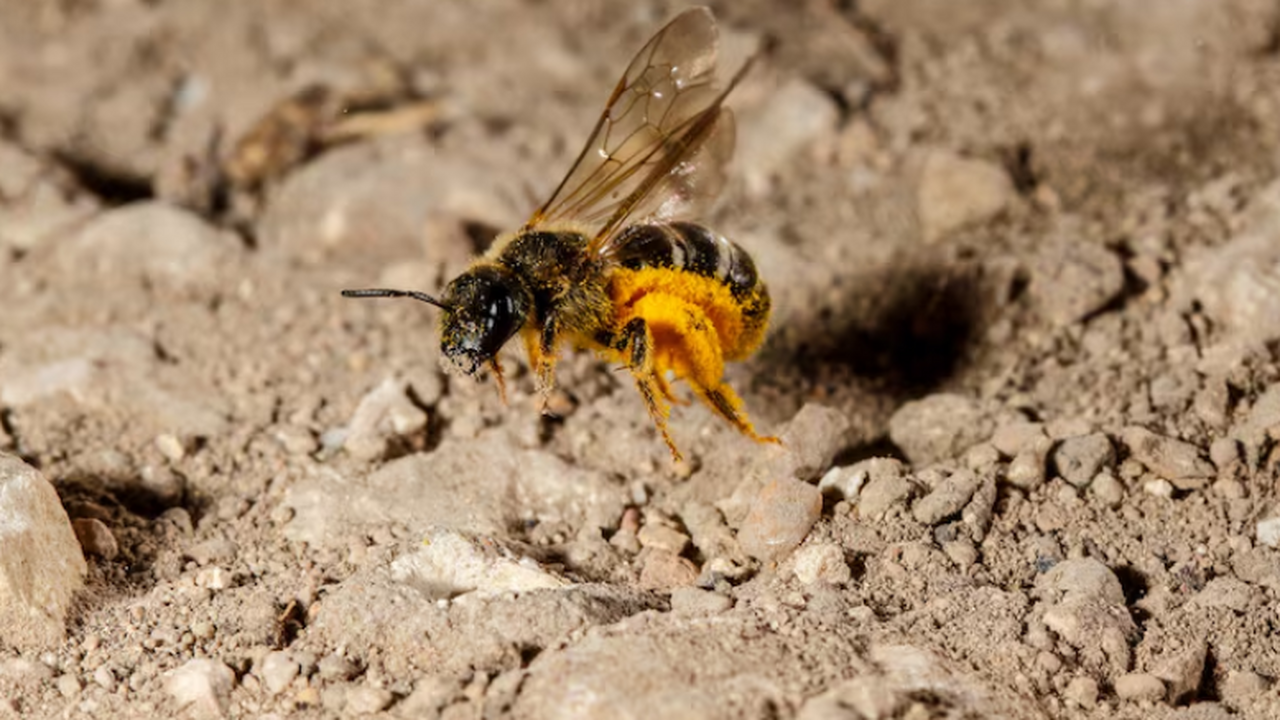 На кладбище в Нью-Йорке обнаружена стабильная п...