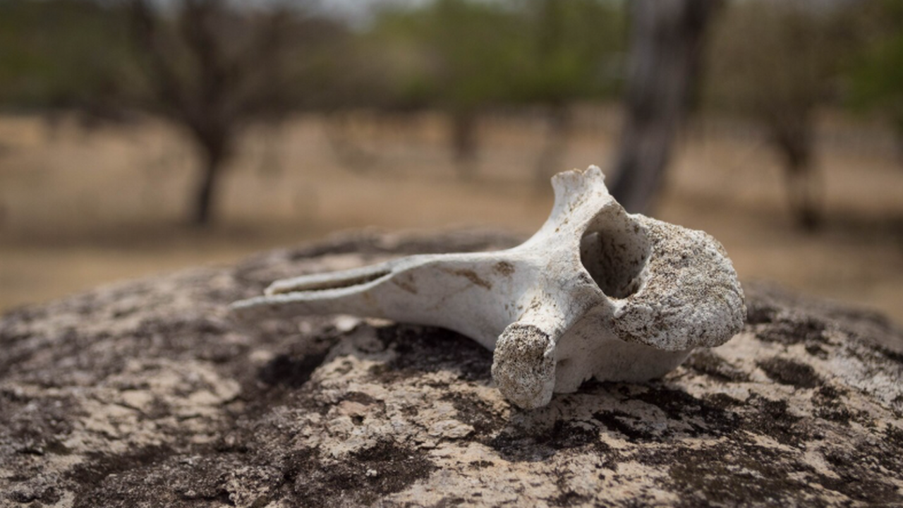 Найденное на Шпицбергене сообщество позвоночных...