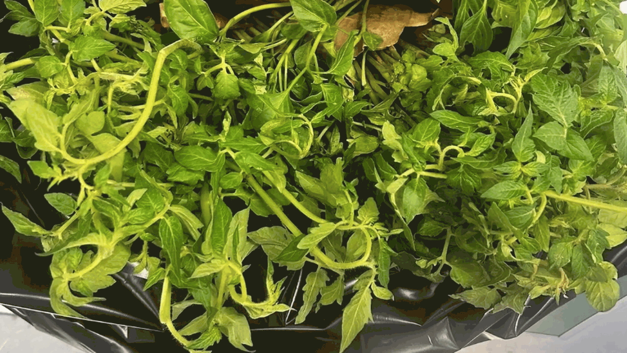 В Курумоче остановили ввоз рассады из Таджикист...