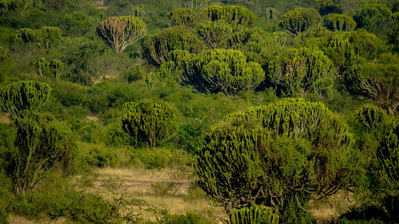К перегреву ведёт утрата африканскими лесами способности удерживать CO₂ Африканские леса за последние годы перешли от н...