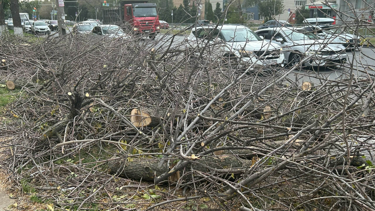 В Самаре на ряде деревьев нанесены красные крес...