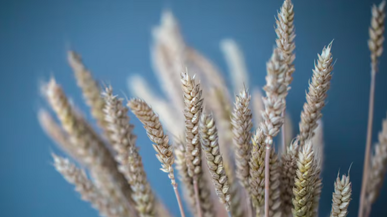 Как пшеница приобрела статус главной агрокультуры благодаря отбору Учёные из нескольких европейских стран выяснили...