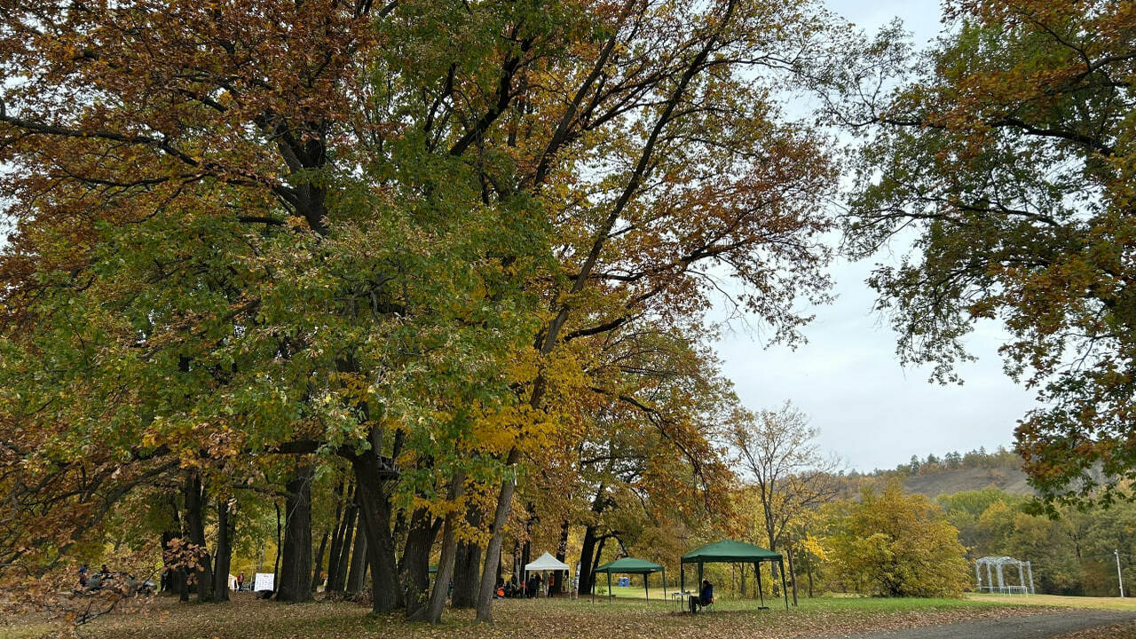 Облсуд удовлетворил иск об изъятии у Самары 7,5 тысяч га леса Суд удовлетворил иск прокуратуры о признании не...
