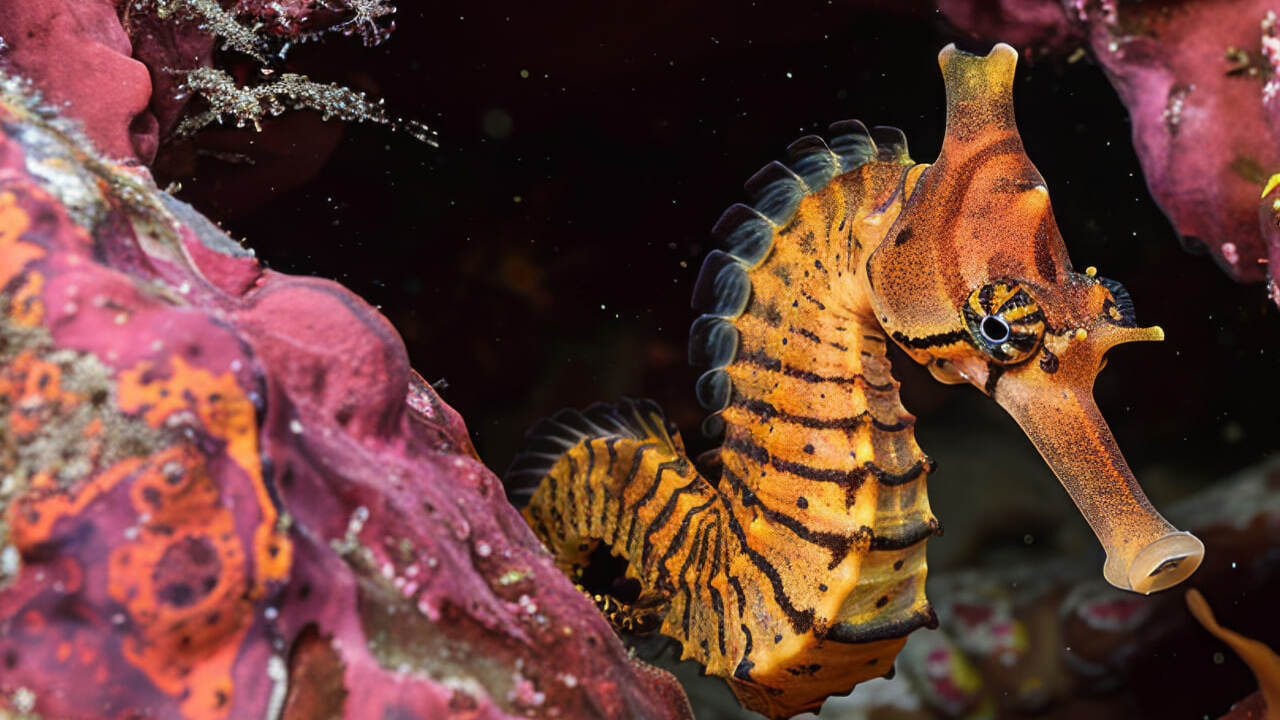 Океанологи: добыча металлов сократила биоразнообразие морского дна на треть Авторы нового исследования в зоне Кларион–Клипп...