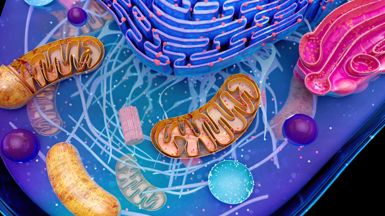 Исследование показало, что митохондрии, транспо...