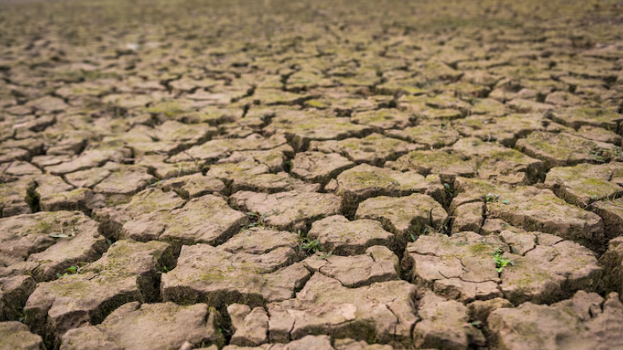 Учёные обнаружили, что засуха может способствов...