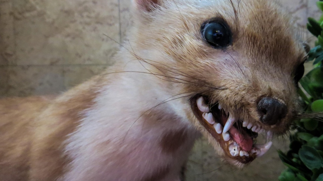 На территории объявлены карантинные мероприятия