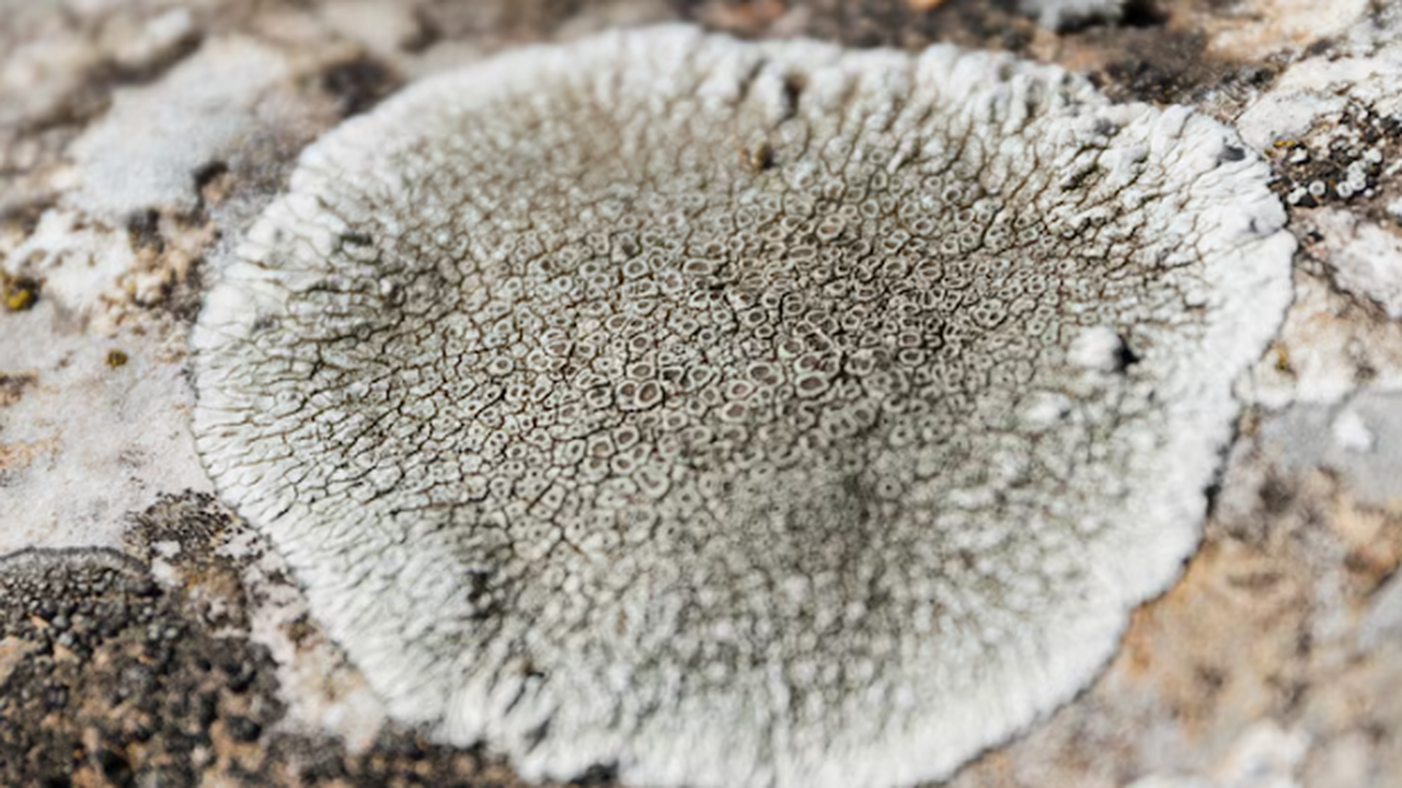 DM: смертоносный грибок Aspergillus угрожает погубить миллионы людей смертоносный грибок Aspergillus угрожает уничто...