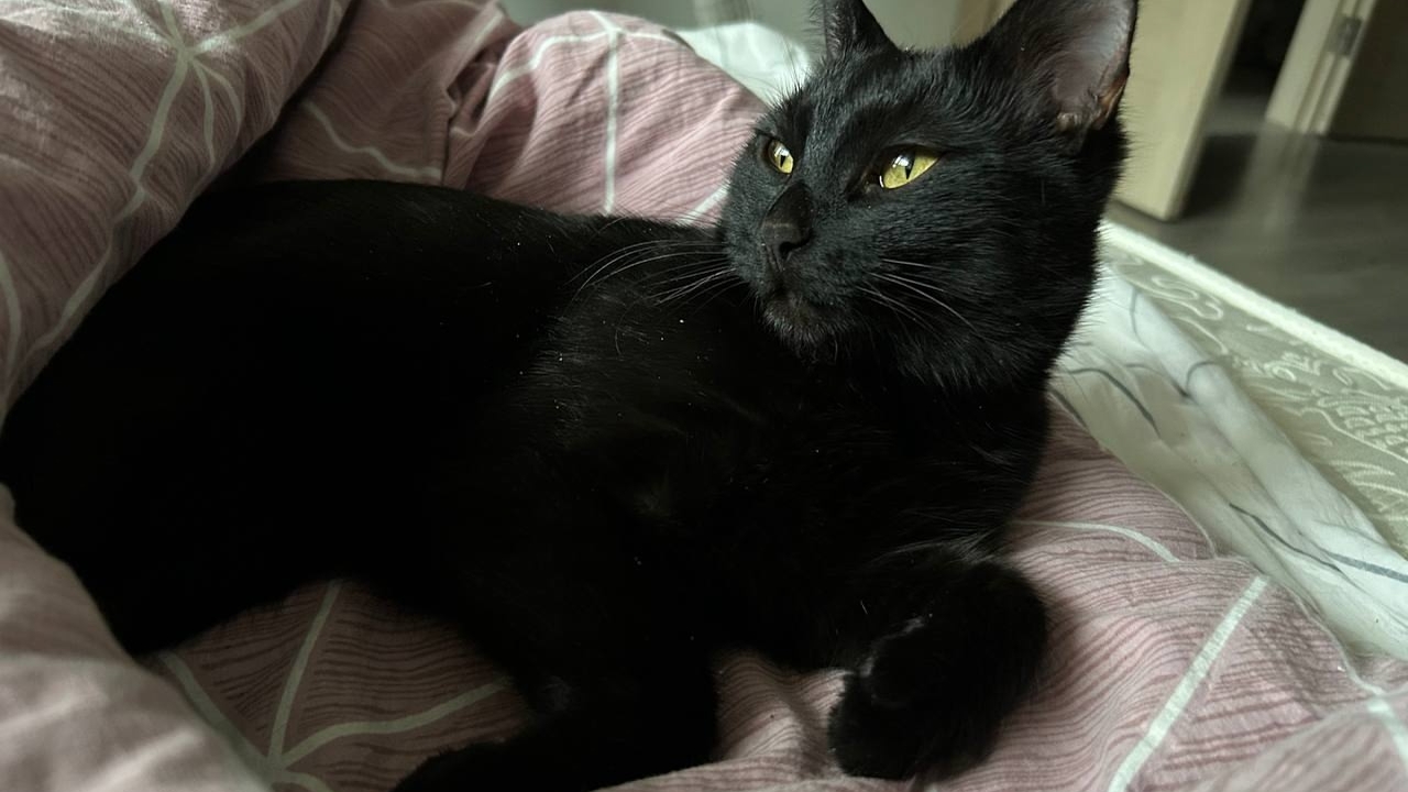 Врач Павлова рассказала о рисках сна вместе с питомцами в одной постели Зухра Павлова объяснила, как совместный сон с п...