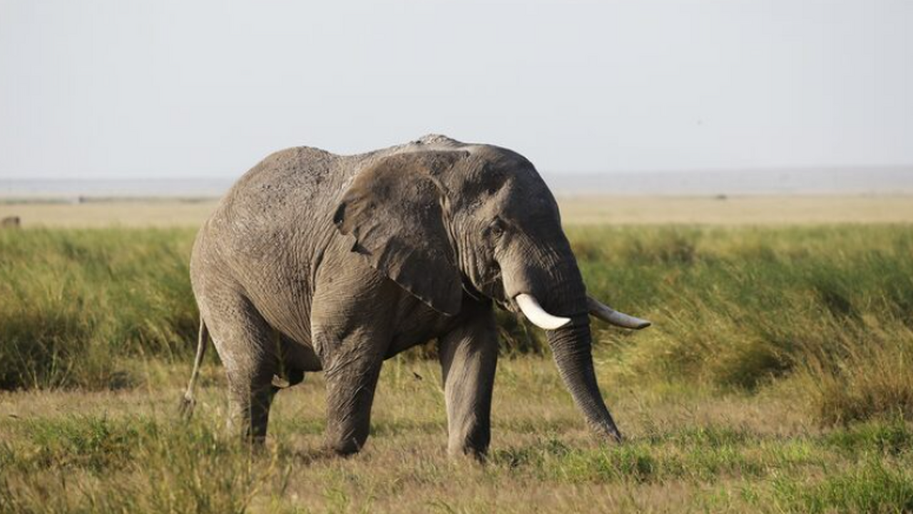 Группа зоологов показала, что слоны Ботсваны ре...