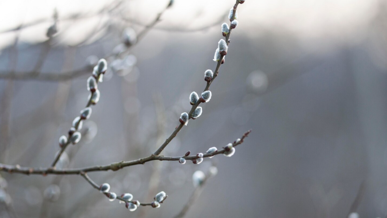 В 2026 году Вербное воскресенье приходится на 5...