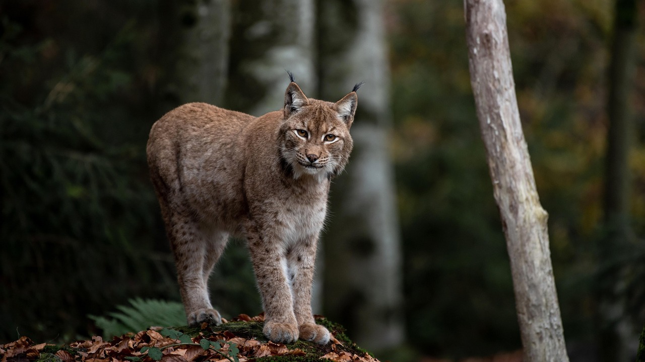 Красную книгу Самарской области пополнили 25 видами животных и растений В Книгу включены рысь и корсак, охота на них за...