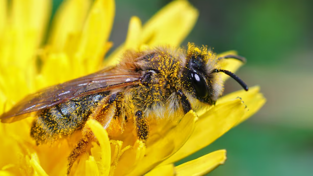Исследование показало, что спящие шмели живут в...