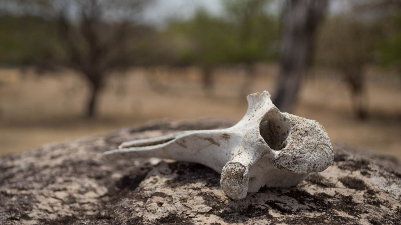 Зубы рода Purgatorius, древних родственников пр...