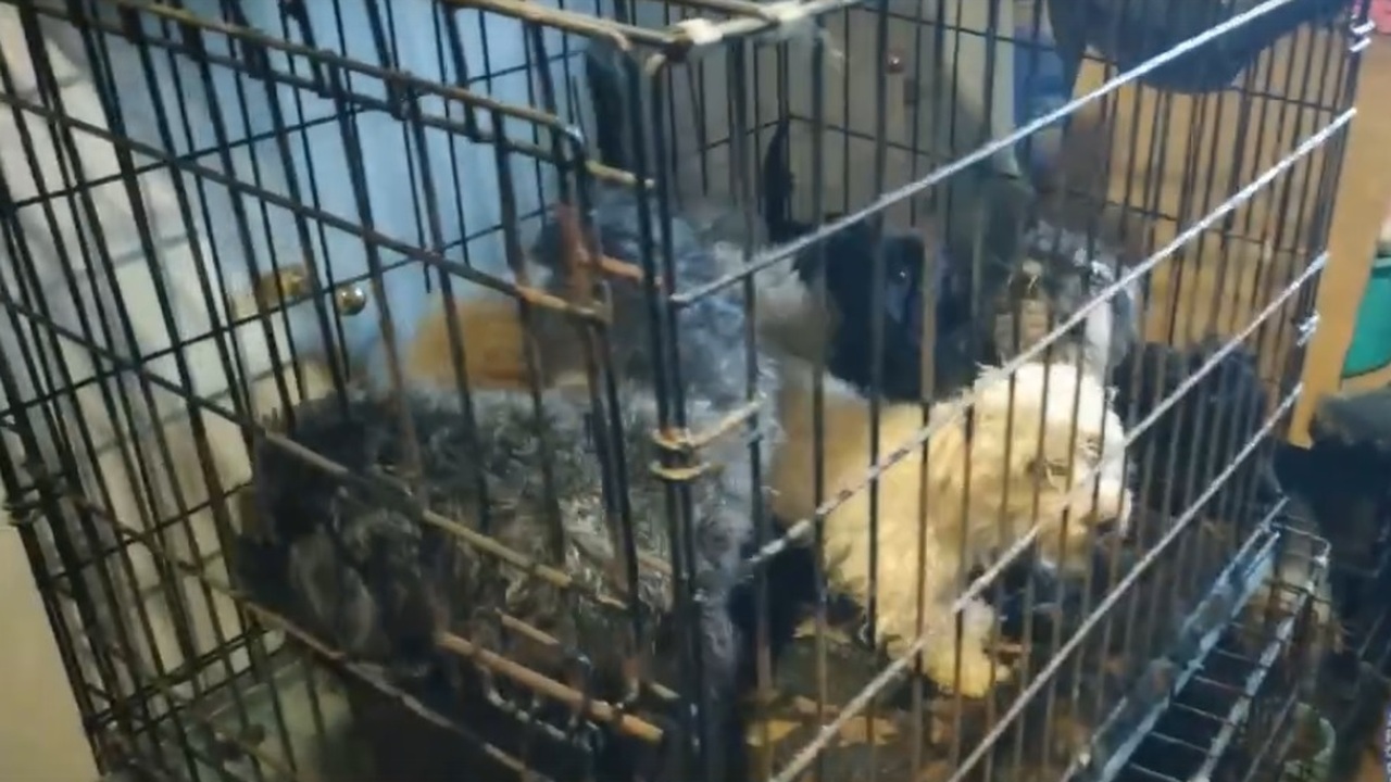 Из этой же квартиры вызволяли десятки собак три...