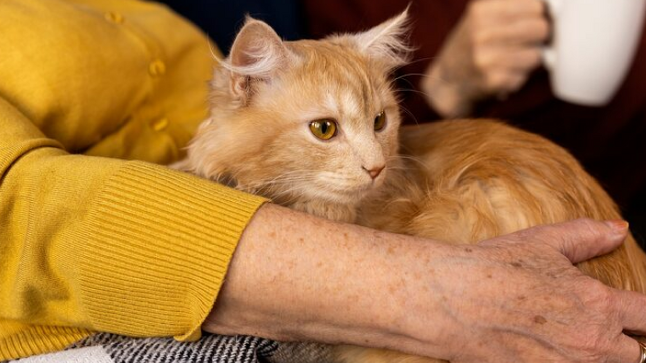 Самарчанка заподозрила пенсионерку в удержании кошки и обратилась в полицию По словам Оксаны, переданная по объявлению кошк...