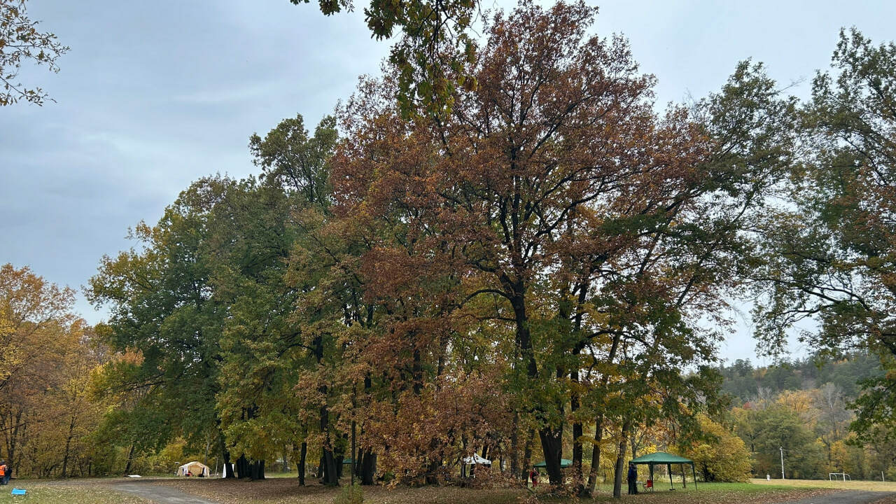 У Самары изымают 7,5 тыс. га леса: участки могли перейти частникам незаконно Надзорные органы оспаривают генплан Самары 2008...