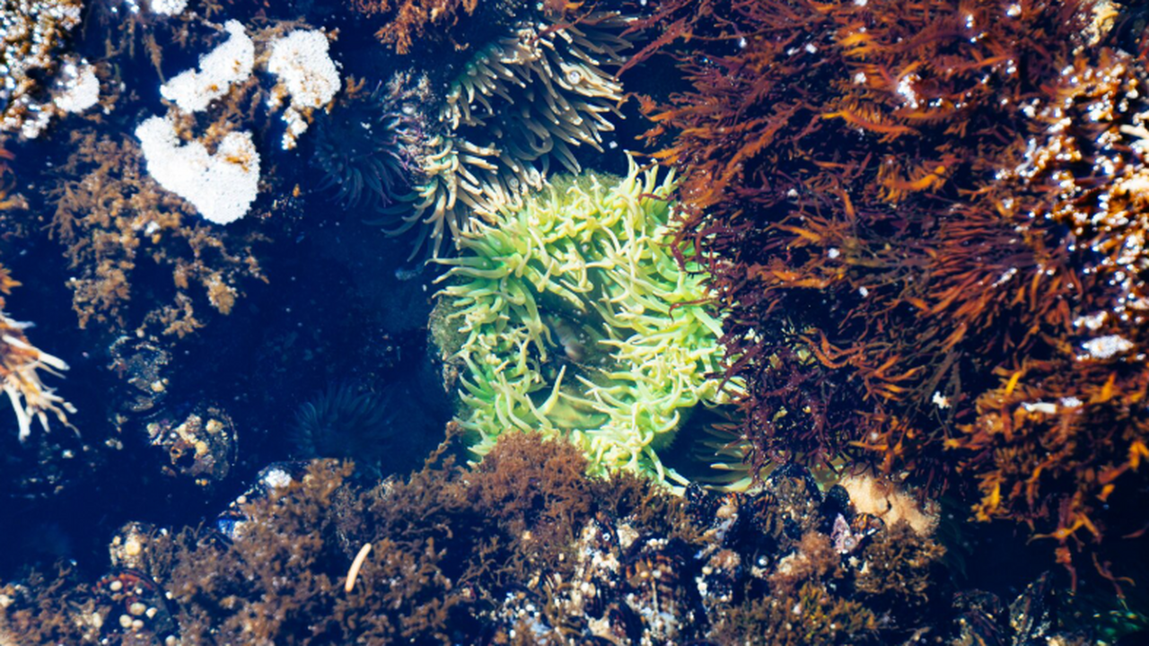 Глубоководная экспедиция выявила сотни организм...
