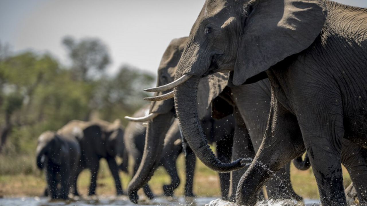 В ущелье Олдувай в Танзании обнаружен частичный...
