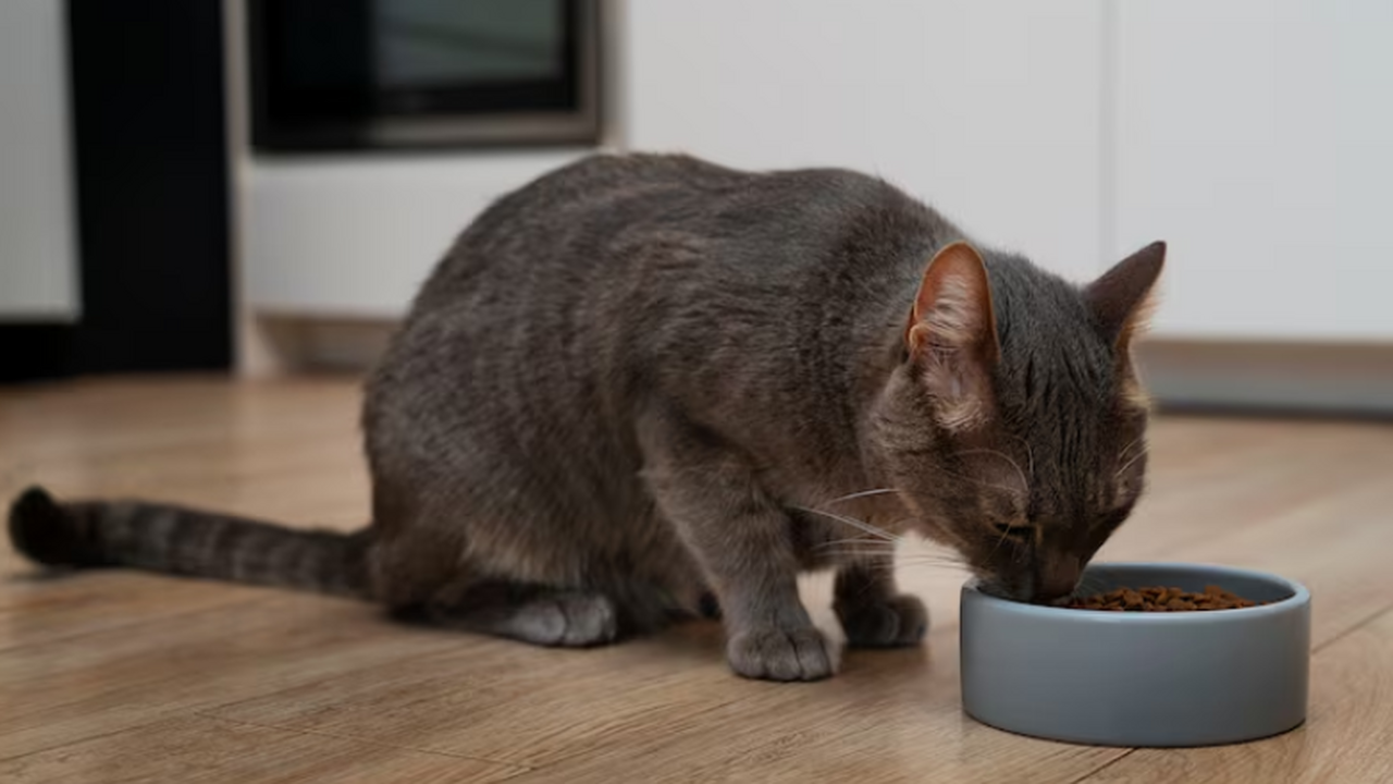 Эксперты Cats Protection предупреждают о рисках...