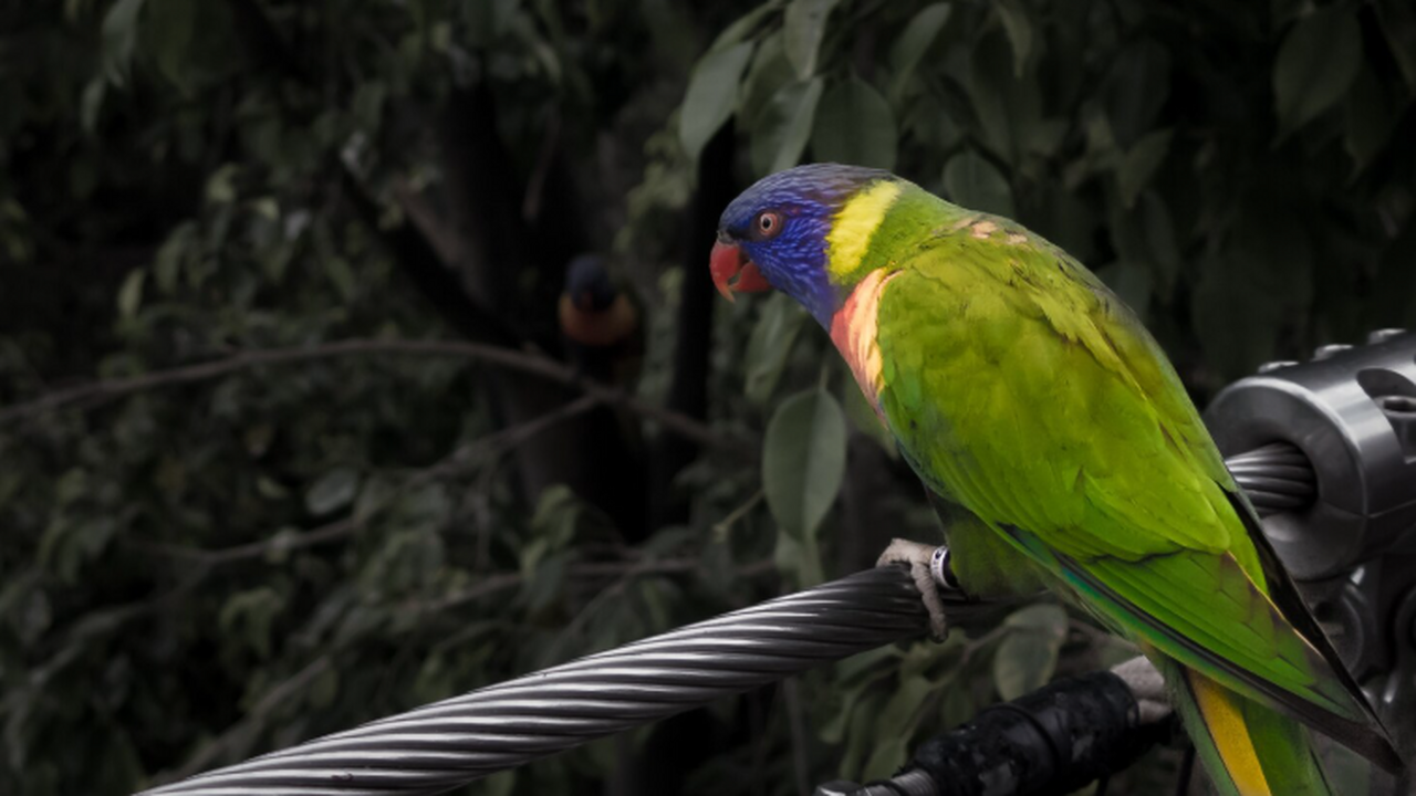 Учёные выяснили, что попугаи из Амазонии более ...