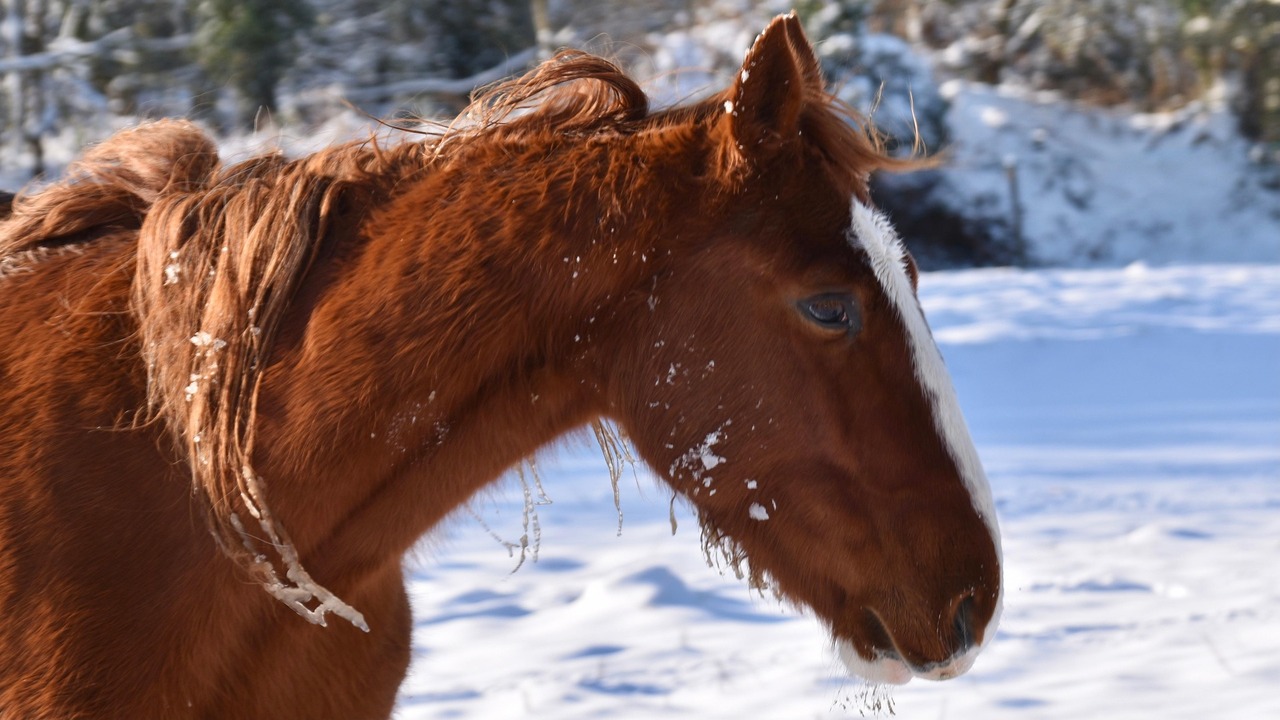 Печорская порода лошадей находится на грани исч...