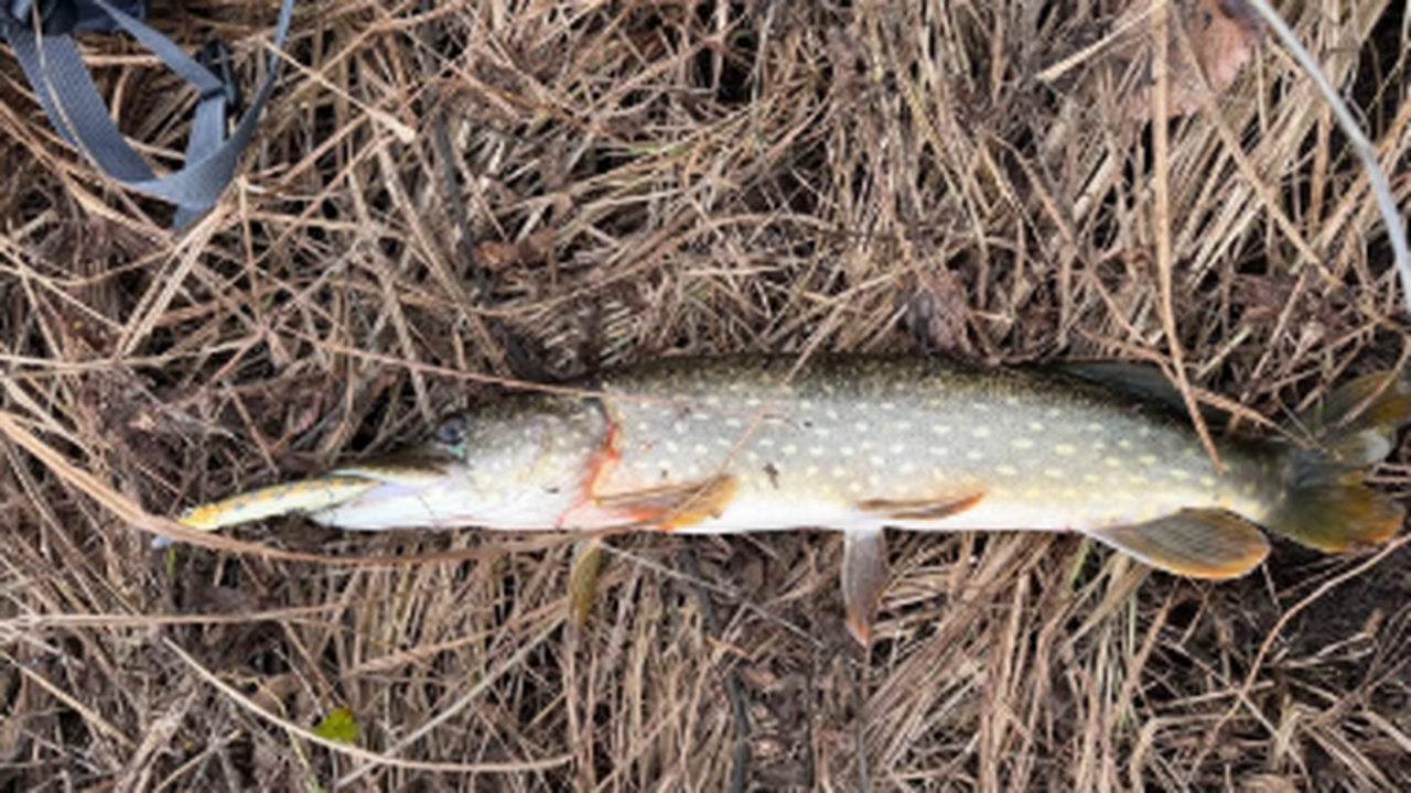 10 пойманных рыб он отпустил обратно в водоем