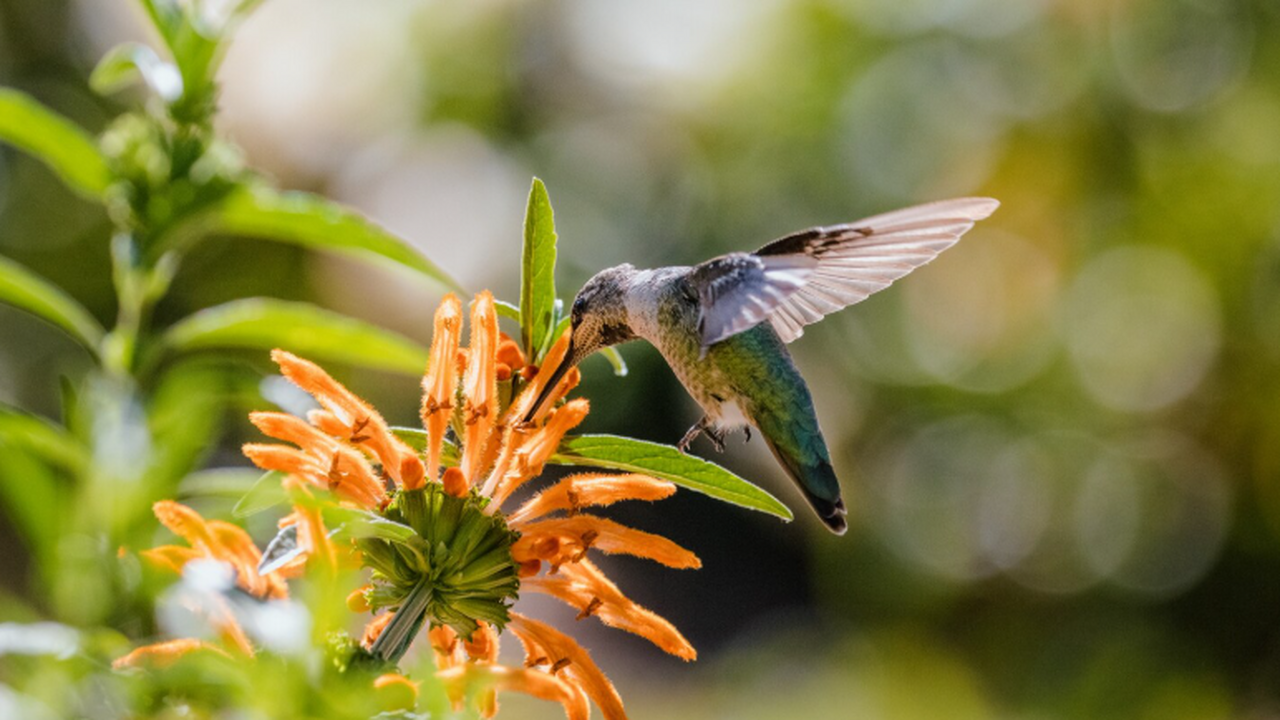 Колибри Коста «поют» хвостом, чтобы впечатлить самок Исследование показало, что самцы колибри Калипт...