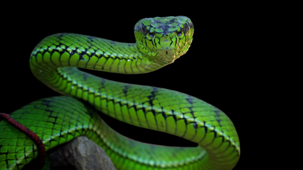 Позвонки из Хордл‑Клиффа принадлежат новому вид...