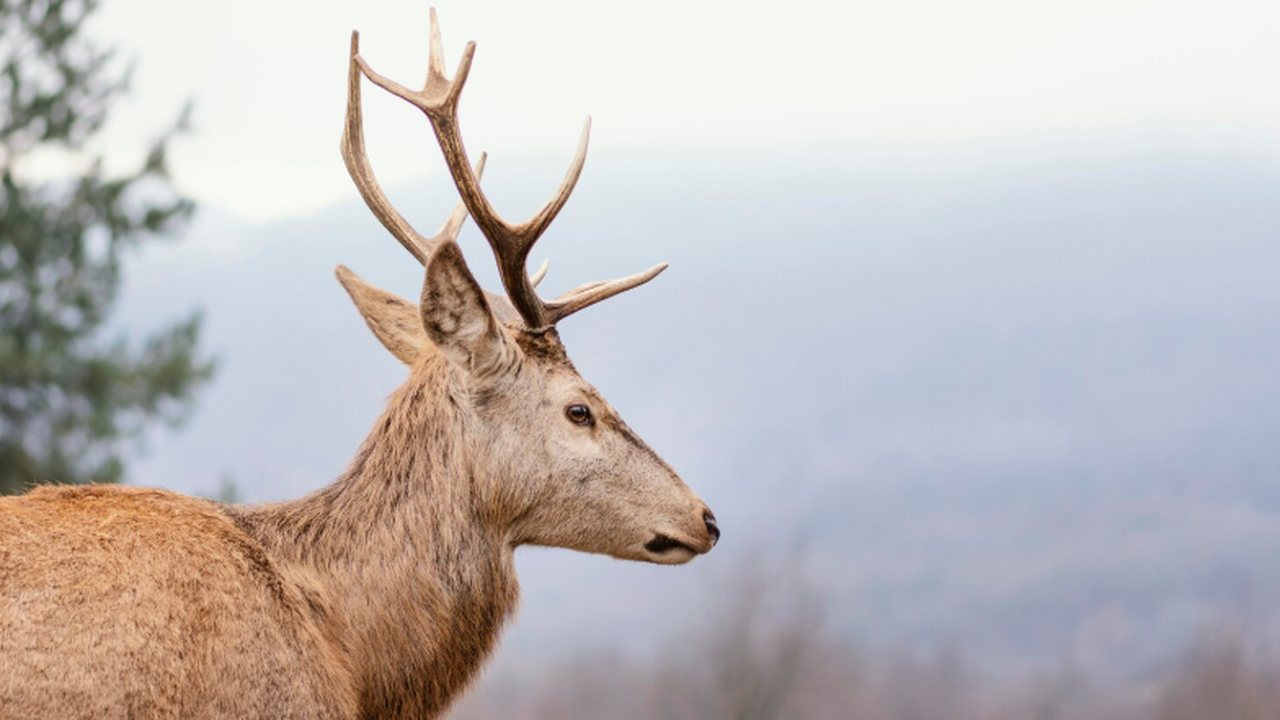 Археологи: деревянная оленья ловушка в Вестланне простояла 1500 лет В регионе Вестланн в Норвегии под слоем льда об...