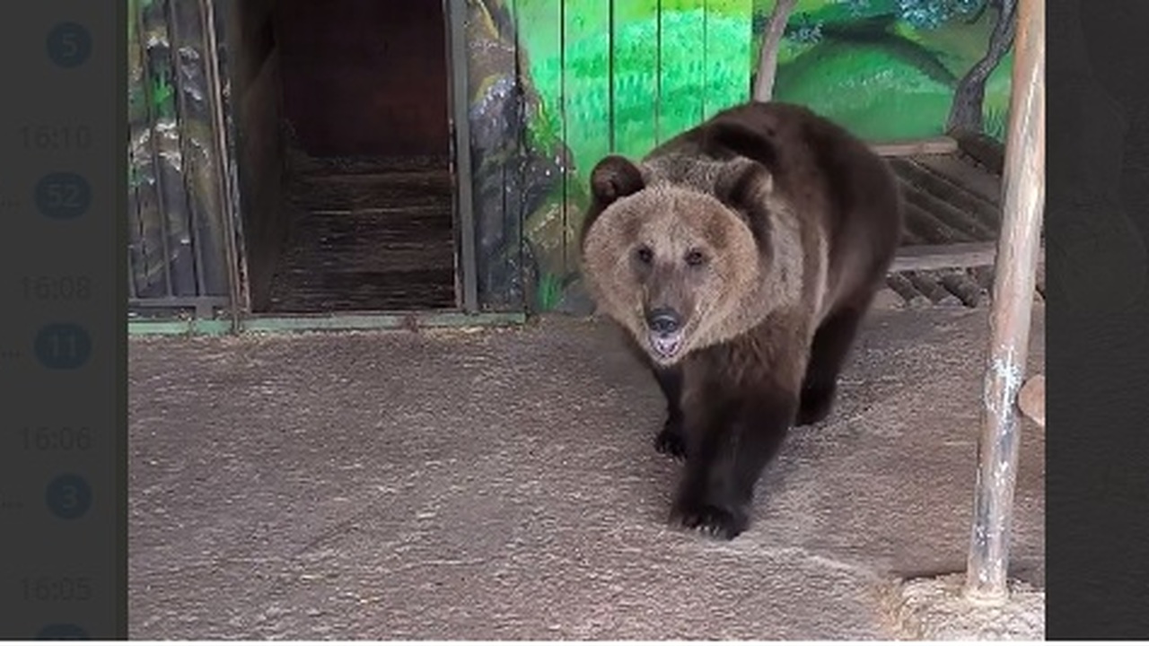 Специалисты зоопарка расскажут о бурых медведях