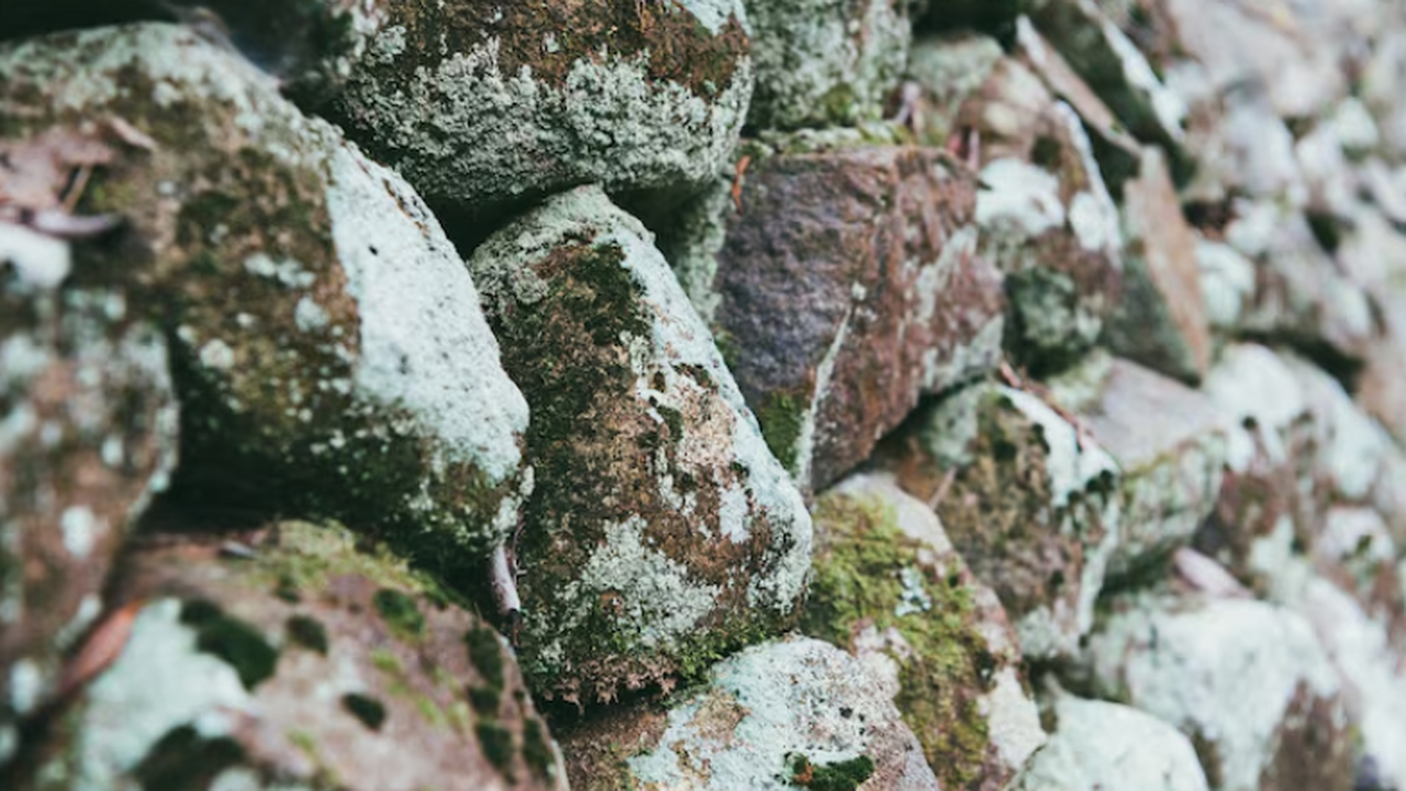 Исследование Тюбингенского университета показал...