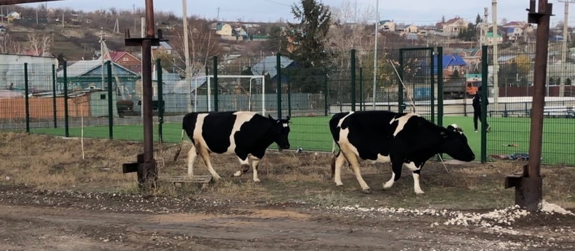 Вирус и опухоли: В Самарской области ввели карантин из-за страшной болезни В Самарской области ввели карантин из-за страшн...