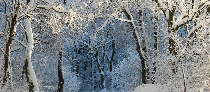 Все сервисы дают прогноз о снежной и морозной п...