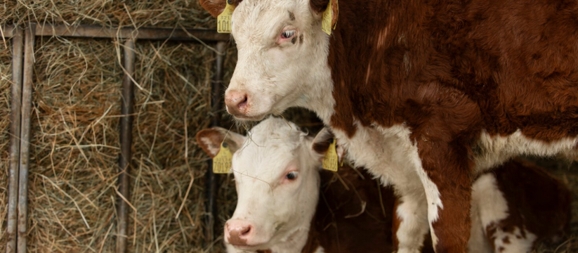 В Старосемейкино введён карантин из-за случая б...