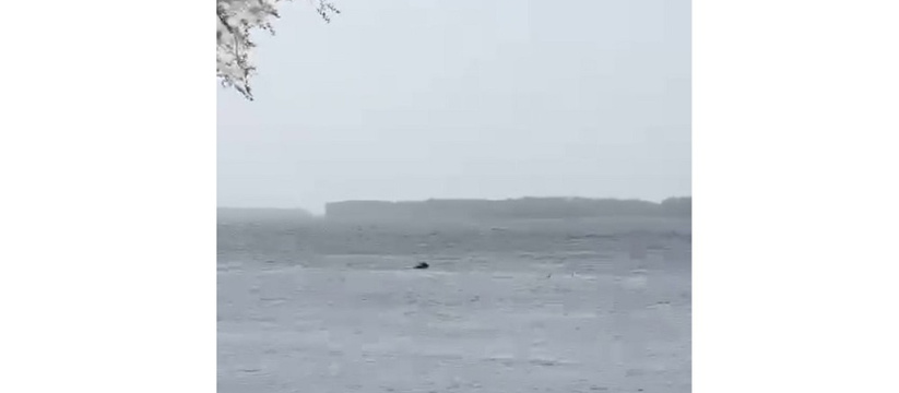 В Самарской области в Волге обнаружили крупного и опасного зверя В Самарской области обнаружили крупного и опасн...