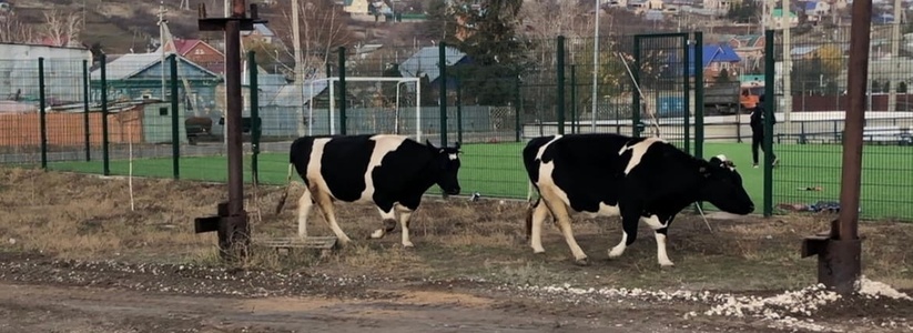 В Самарской области женщина на иномарке насмерть сбила 4 коров в июле 2022 года