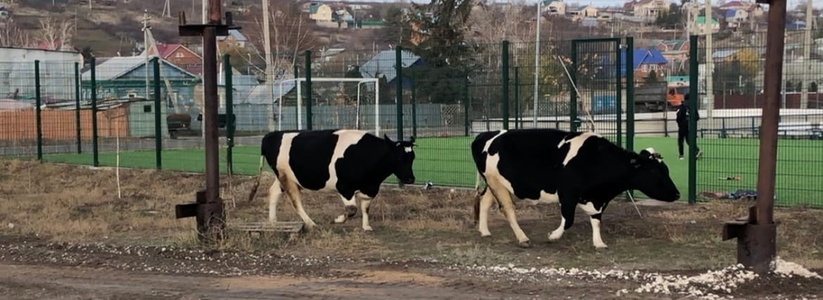 бродячая стая собак искалечила домашний скот