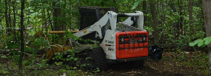 Власти прокомментировали информацию о вырубке лесов в Тольятти