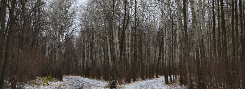 В Тольятти застроят территорию рядом с лесом в Центральном районе
