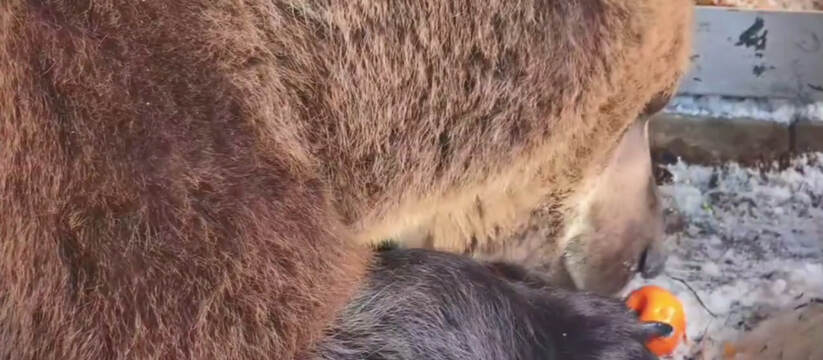 Умка из Самарского зоопарка впервые отведал праздничные мандарины Бурый медведь Умка из Самарского зоопарка вперв...