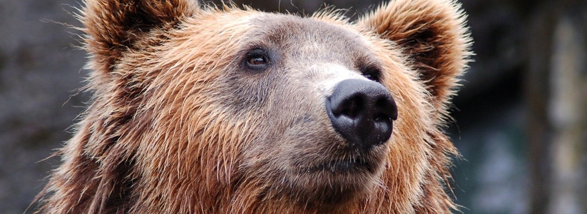 В Самарской области медведь пришел на дачный участок и поел яблок